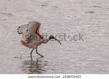 Australian white ibis landing in the shallow water. 