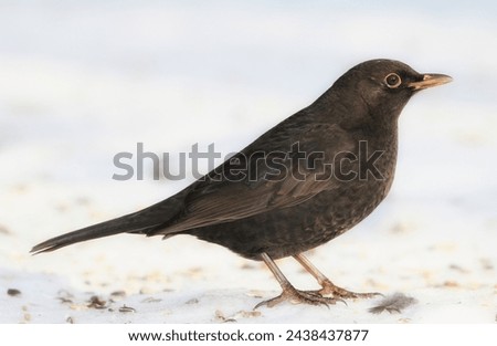 Bird, snow and nature with winter, ice and wildlife for ornithology and birdwatching. Blackbird, closeup and animal. with feather, wings and frost in habitat outdoor for food and europe fauna