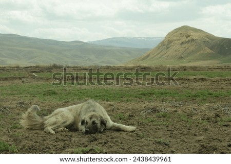 white dog is laying down in nature in front of mountain