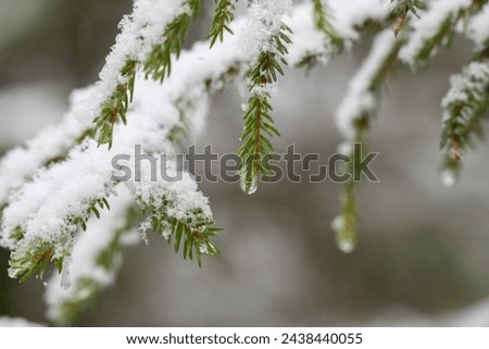 A water drop of melted snow hangs on a pine branch in the spring sun.
Image from Vasternorrland Sweden.