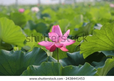 A full of lotus flowers on a spring day