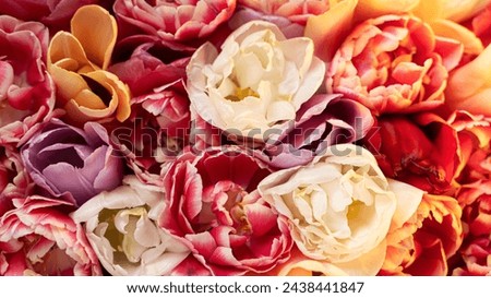 Colorful bouquet of white, pink, yellow and red tulips close-up. Spring background. Floral background. Beautiful image for a gift card