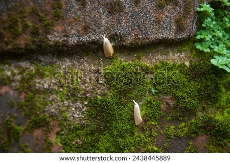 photo of a mossy wall and there are butterflies Royalty-Free Stock Photo #2438445889