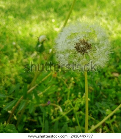 A glorious picture of a unique white flower in a greeny background.
