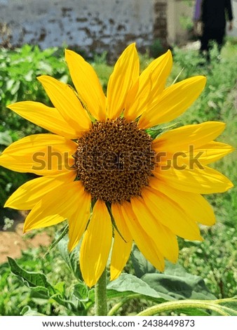 Sunflower picture from chakwal pakistan