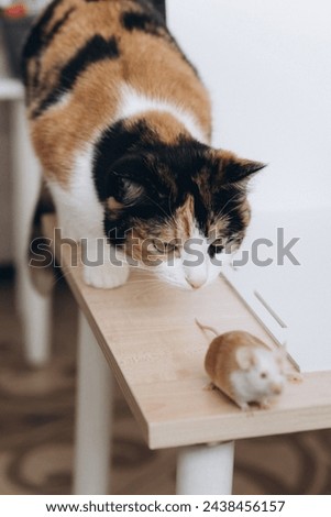 domestic tricolor cat watches domestic satin mouse, pets life concept, vertical