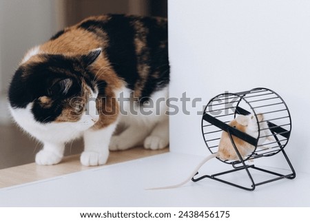 domestic tricolor cat watches domestic satin mouse in running wheel, pets life concept