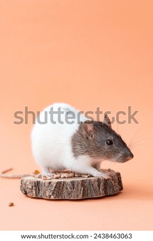 A domestic white rat with a gray muzzle on a pink background sits on a tree. Cute animal rat. Place for text