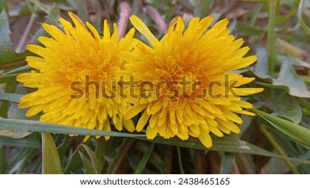 2 yellow flower with amazing shows in picture