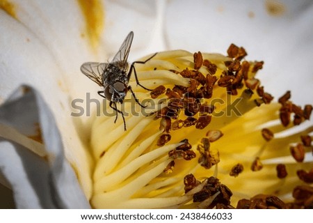 A macro photograph of a fly on flower stamen