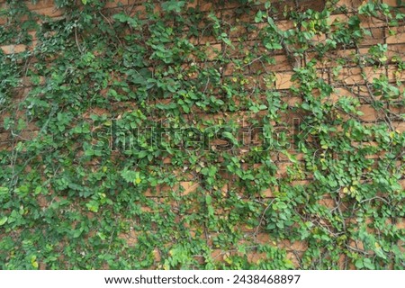 Red brick wall pattern surface texture with Ivy plant with leaves, green creeper bush and vines. Material for design decoration background.