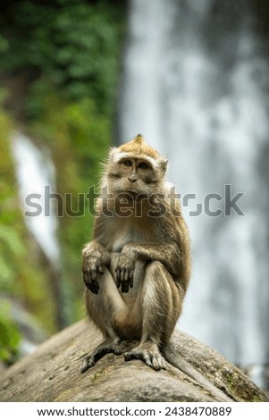 A monkey sitting on a rock seems to be aware of the camera so it immediately poses when someone takes its picture