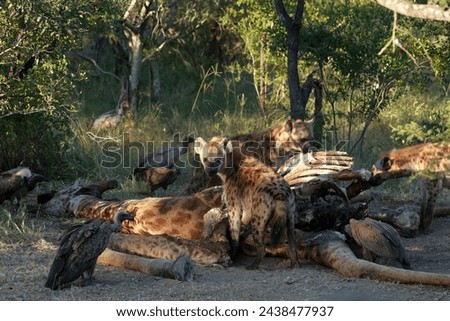 Hyenas feeding on a dead giraffe along with vultures in Kruger National Park, South Africa