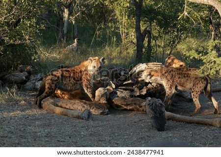 Hyenas feeding on a dead giraffe along with vultures in Kruger National Park, South Africa