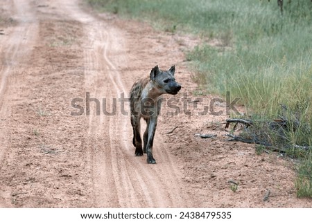 Spotted hyena in Kruger National Park, South Africa