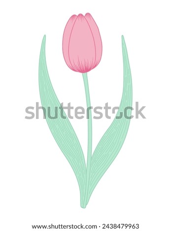 Tulip flower hand drawn line art illustration. Spring blossom, pink bloom, floral element. Vector design, isolated. Mothers Day, Easter, seasonal, botanical clip art