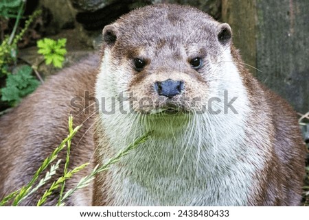 single Eurasian Otter (Lutra lutra) with a natural background