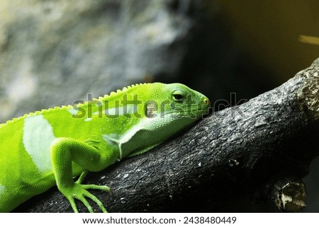 Lau banded iguana (Brachylophus fasciatus) arboreal lizard