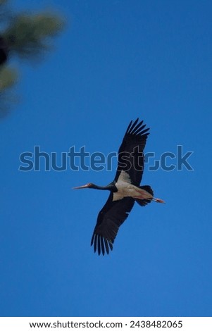 black stork in the sky Royalty-Free Stock Photo #2438482065