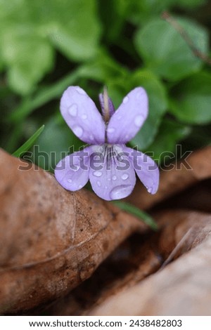 Viola odorata, violet flower, macro, selective focus