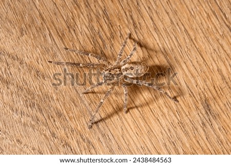 Nosferatu spider on wooden underground, interior view