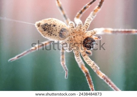 Nosferatu spider, trapped under glass with spun thread, macro, bottom side Royalty-Free Stock Photo #2438484873