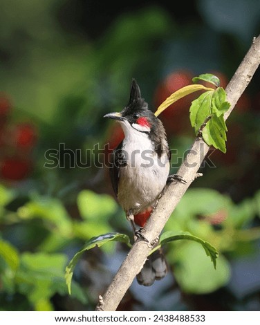 Portrait of red-whiskered bulbul.red-whiskered bulbul, or crested bulbul, is a passerine bird native to Asia. Royalty-Free Stock Photo #2438488533