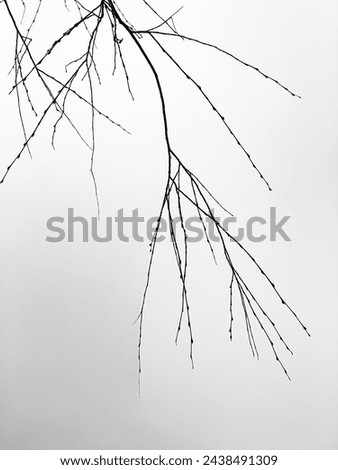 Design from nature. Bokeh landscape. Thin twigs of weeping willow on the background of a gloomy sky. A wonderful natural drawing.