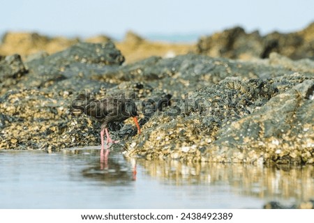 Black oystercatcher (Haematopus bachmani), a medium-sized bird with dark plumage and a red beak, the animal walks on rocks covered with shells on the seashore and looks for food.