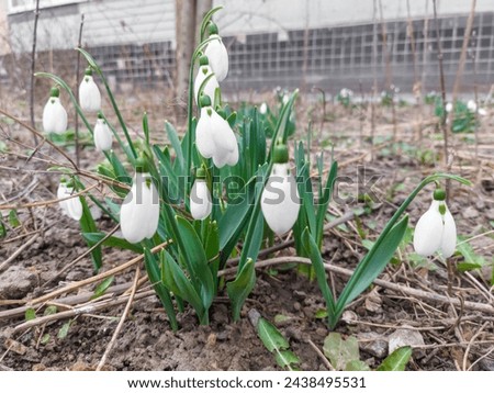 Snowdrop flowers (Galanthus) in early spring