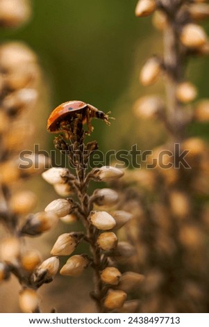 Picture of ladybug on the top of dry plant.