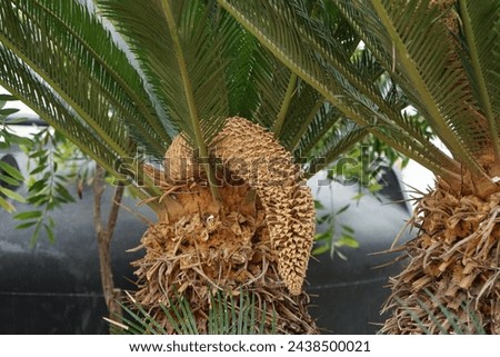 Cycas revoluta palm with male reproductive cone growing in August. Cycas revoluta, Sotetsu, sago palm, king sago, sago cycad, Japanese sago palm is a species of gymnosperm in the family Cycadaceae.  Royalty-Free Stock Photo #2438500021