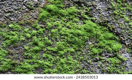 Moss green texture. Moss background. Green moss on grunge texture.