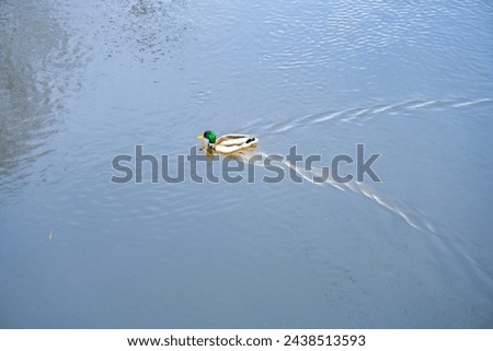 Wild Duck swims on the Berunka River in the Czech Republic. Wild Fauna
