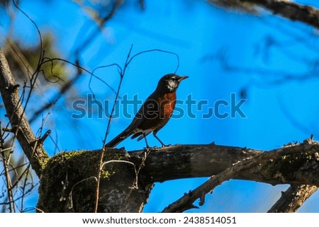 Robin perched in tree with blue sky background 
