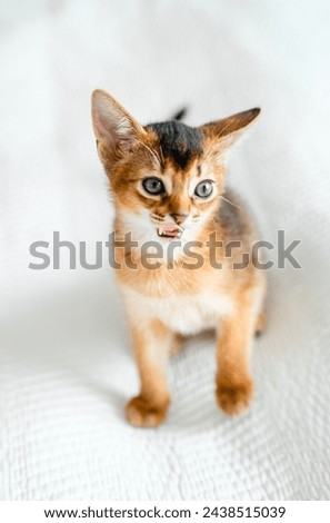 Small little newborn kitty, wild-colored kittens of Abyssinian cat breed lie, sleep sweetly on soft white blanket in bed. Funny fur fluffy kitty at home. Cute pretty brown red pet pussycat, blue eyes. Royalty-Free Stock Photo #2438515039