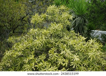 Euphorbia dendroides grows in August. Euphorbia dendroides, tree spurge, is a small tree or large shrub of the family Euphorbiaceae that grows in semi-arid and mediterranean climates. Rhodes Island Royalty-Free Stock Photo #2438515199