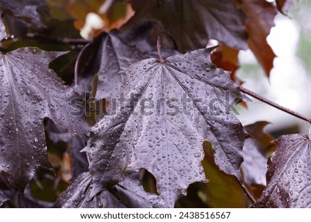 Tree Black maple close up during a rain. Royal Red. Acer rubrum. Acereae Family. Copy space