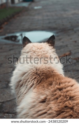 Pretty and cute cat posing to picture