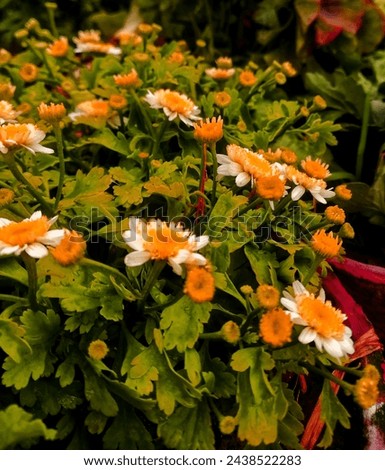 flowers small flowers natural beauty nature photography photo natural colour white red yellow green flower photo natural beauty nature photography 