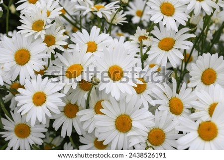 daisy flowers in nature. White and yellow daisies are the symbol of spring.