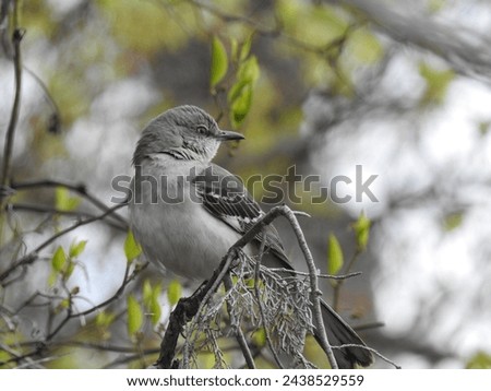 A northern mockingbird perched on a branch at the Edwin B. Forsythe National Wildlife Refuge, Galloway, New Jersey. 