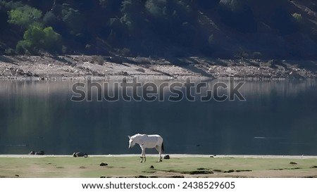 A nature picture showing a lake and trees with a white horse grazing