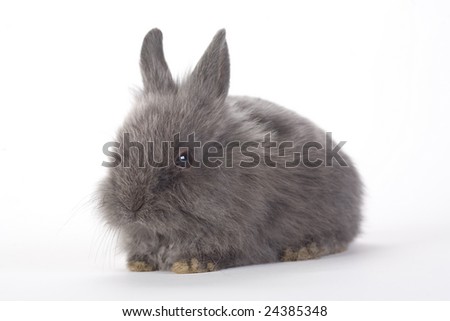 grey bunny, isolated on white