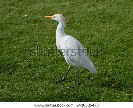 The western cattle egret (Bubulcus ibis) is a species of heron (family Ardeidae) found in the tropics. Fauna of the Sinai Peninsula. Royalty-Free Stock Photo #2438535473