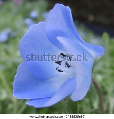 Nemophila blooming with blue flowers in spring Royalty-Free Stock Photo #2438535697