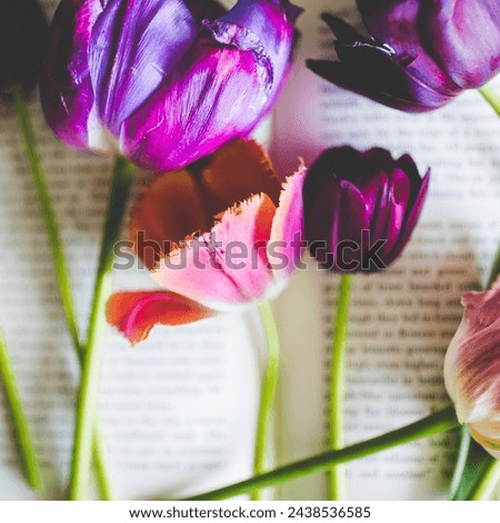 Tulip Closeup: Colorful Photography of Pink and Purple Tulips with Unique Color Patterns, Tulips Lying on Books with Bright Green Stems, Spring Garden Flower Still Life Photograph 