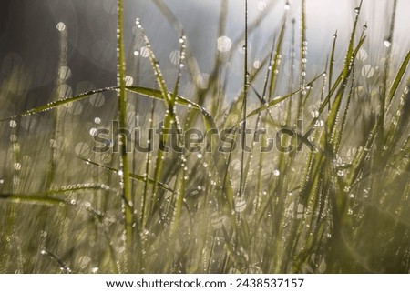 morning dew on the grass in the forest