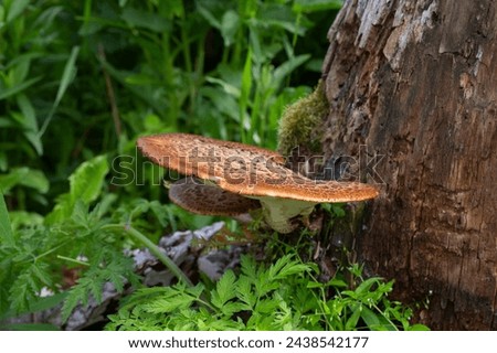 Cerioporus squamosus, also known as Pheasant's back mushrooms and dryad's saddle, is a basidiomycete bracket fungus found growing on dead trees Royalty-Free Stock Photo #2438542177