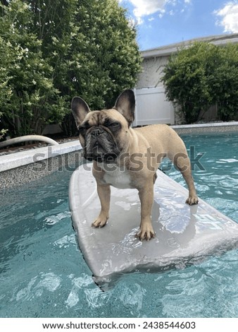 Super cool surfin Frenchie dog Royalty-Free Stock Photo #2438544603